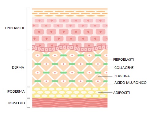 derma.jpg