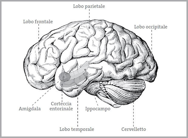 memoria-e-ricordi-cervello-umano.jpg