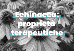 Echinacea: proprietà terapeutiche