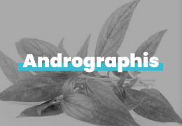 ANDROGRAPHIS: UNA PIANTA DALLE MOLTEPLICI PROPRIETA'