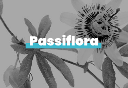 PASSIFLORA